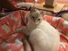 DORI, Apricot Point Siamese Mix