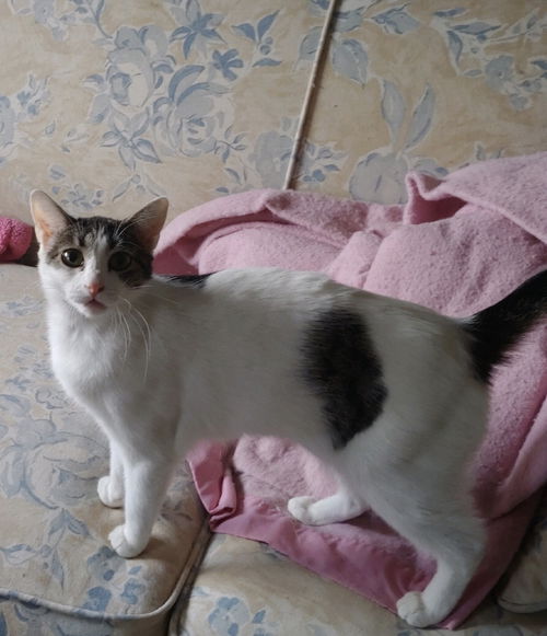 Maizy