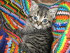 Lexi - Little Loving Kitten