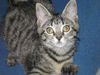 Lexi - Little Loving Kitten