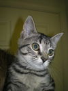 Lexi - Little Loving Kitten