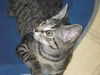 Lexi - Little Loving Kitten