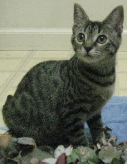 Lexi - Little Loving Kitten