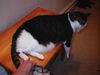 Sammy-