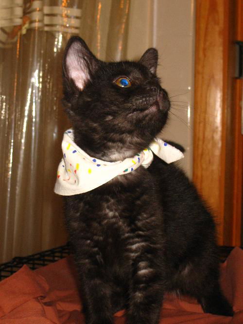 Zayden-Very Affectionate Kitten