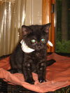 Zayden-Very Affectionate Kitten