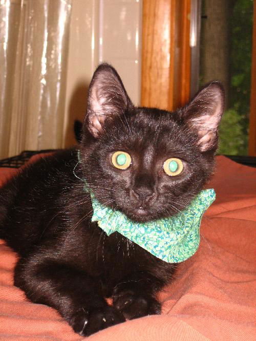 Zander-Happy-go-lucky kitten