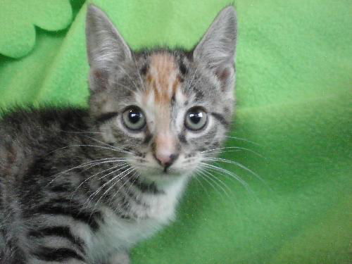 Emma - Pretty Little Polydactyl