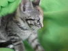 Emma - Pretty Little Polydactyl