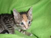 Emma - Pretty Little Polydactyl