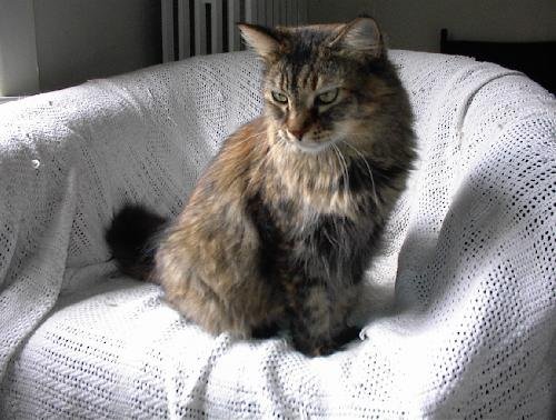 Precious - Maine Coon mix, declawed