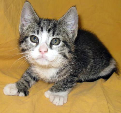 Abbie - Polydact Kitten