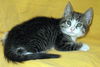 Abbie - Polydact Kitten