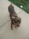 Brownie