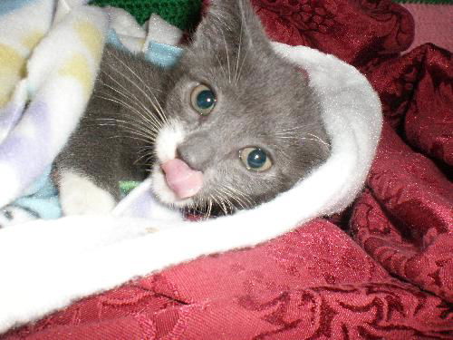 GARY - ADORABLE GRAY AND WHITE KITTEN