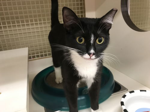 CARA, AT WEST SHORE PETCO