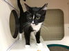 CARA, AT WEST SHORE PETCO