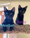 Meatball-Kitten