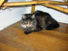 Kate - Lovable Maine Coon Lap Sitter