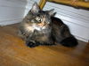 Kate - Lovable Maine Coon Lap Sitter