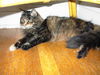 Kate - Lovable Maine Coon Lap Sitter