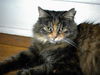 Kate - Lovable Maine Coon Lap Sitter