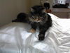 Kate - Lovable Maine Coon Lap Sitter