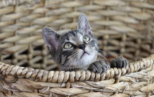 Lexi (DEAF KITTEN)