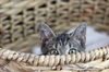 Lexi (DEAF KITTEN)