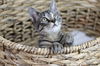 Lexi (DEAF KITTEN)