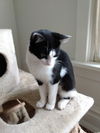 Tallulah -Young, cuddly lap cat