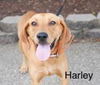 Harley