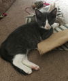 Hayden- Kitten -Visit Me @ Cupboard Maker Books!