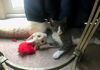 Hayden- Kitten -Visit Me @ Cupboard Maker Books!