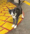 Hayden- Kitten -Visit Me @ Cupboard Maker Books!