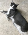 Hayden- Kitten -Visit Me @ Cupboard Maker Books!