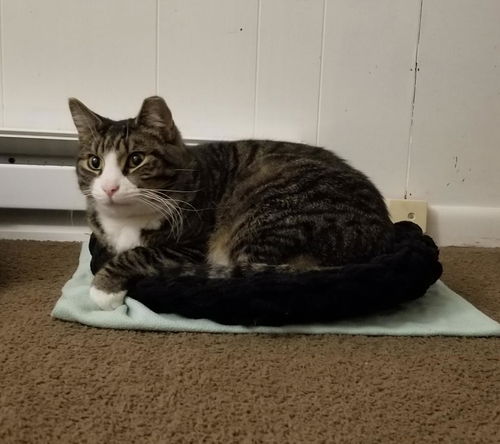 Ernie - Lovable lap cat