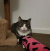 Ernie - Lovable lap cat