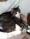 Ernie - Lovable lap cat