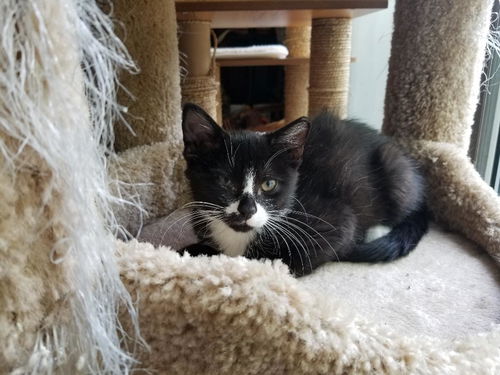 Ladybug-Kitten, Visit at West Shore Petco