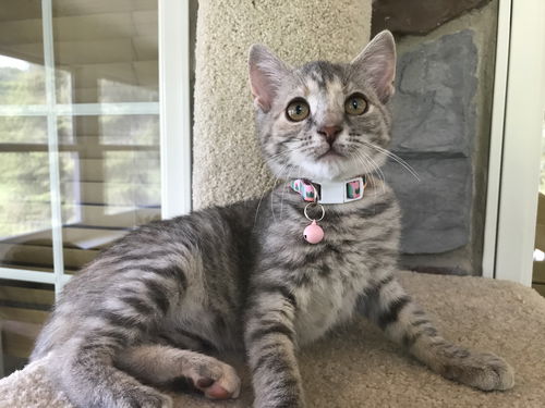 EMMA KITTEN