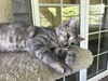 EMMA KITTEN