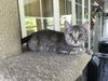 EMMA KITTEN