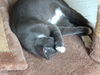 Lexi - Looking for a playmate!