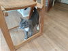 Lexi - Looking for a playmate!