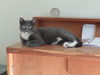 Lexi - Looking for a playmate!