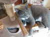 Lexi - Looking for a playmate!