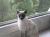 TANDA - BEAUTIFUL PURE BRED SIAMESE