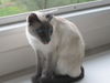 TANDA - BEAUTIFUL PURE BRED SIAMESE