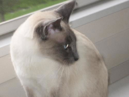 TANDA - BEAUTIFUL PURE BRED SIAMESE